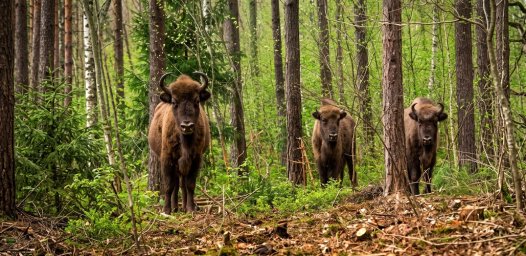 В Калужской области строят вольер для краснокнижных животных